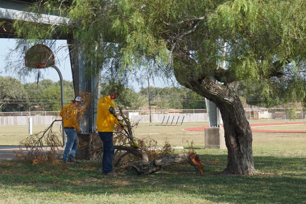 Two individuals in yellow shirts are engaged in tree maintenance, demonstrating teamwork and care for the environment.