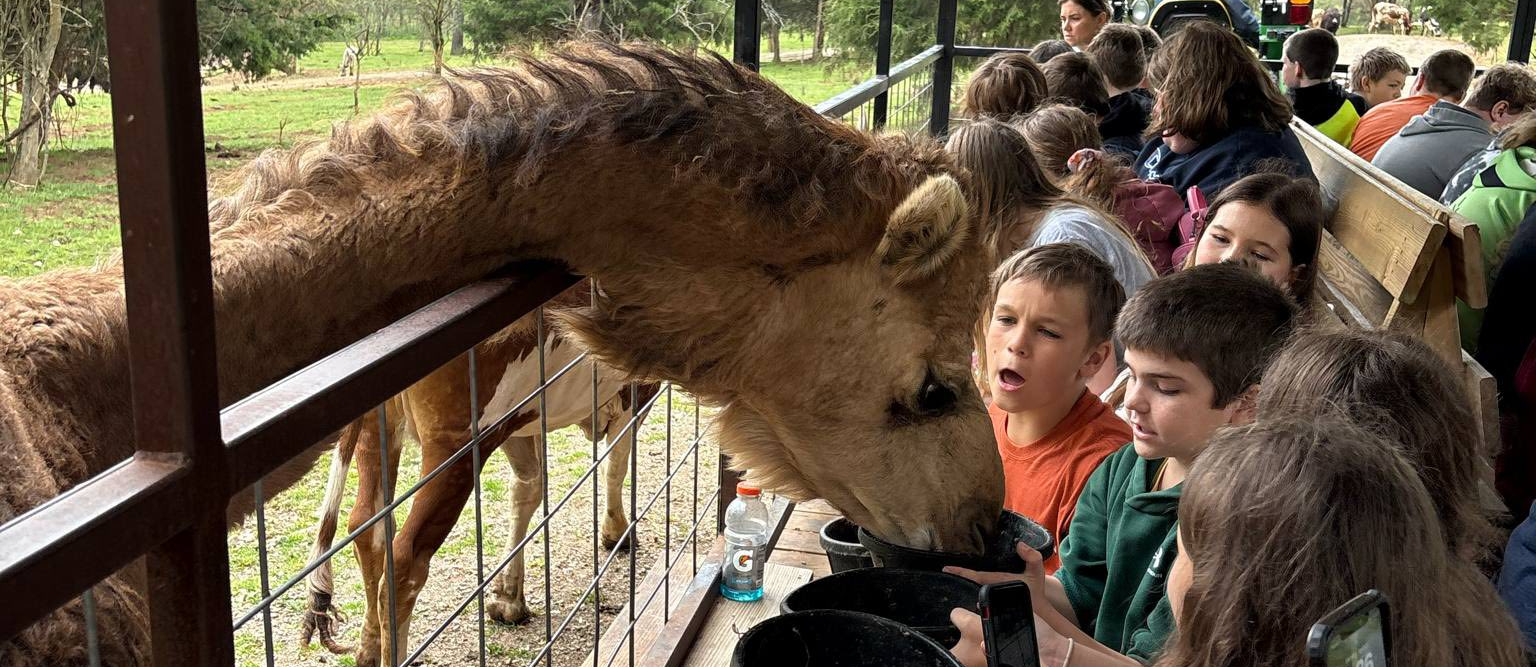 camel