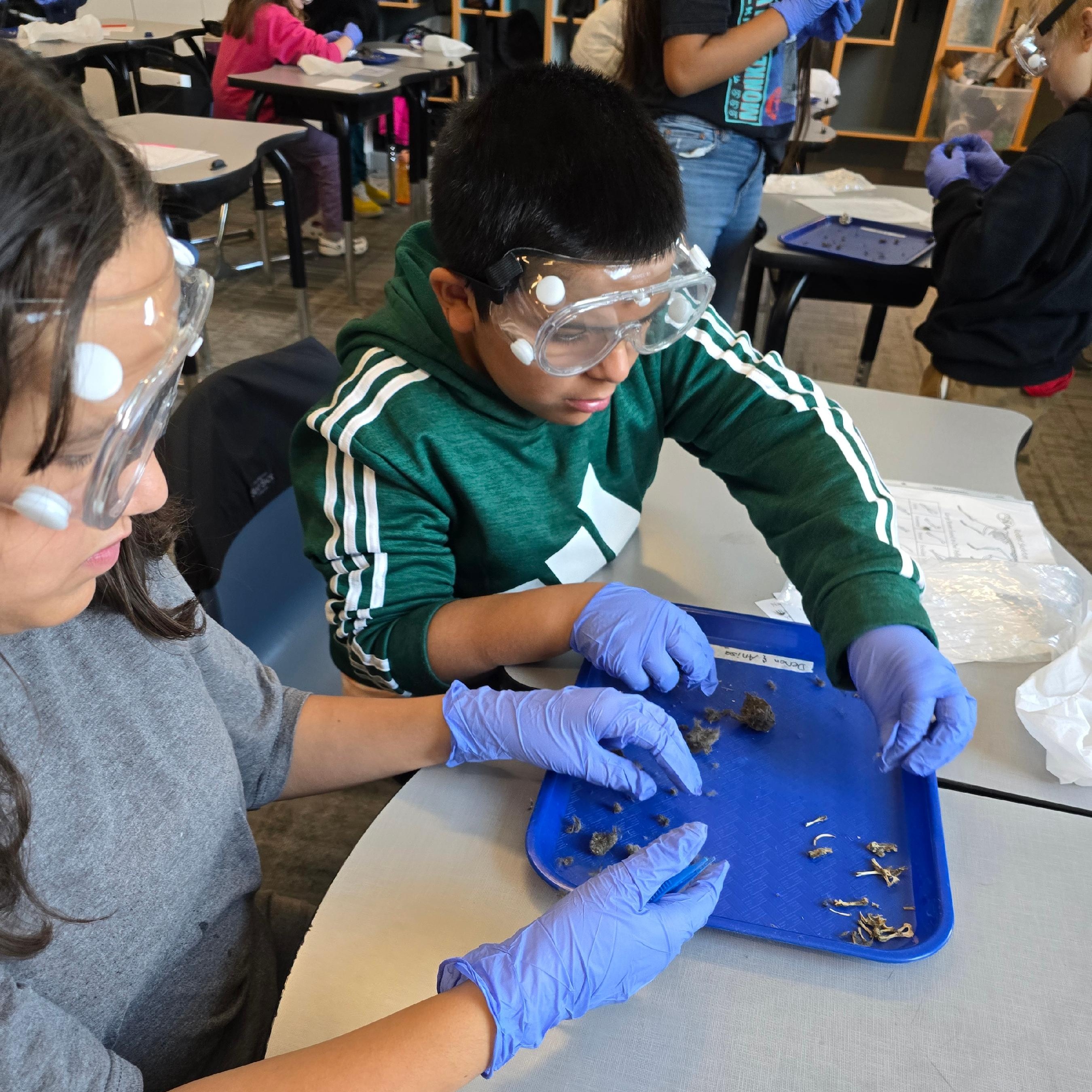 Student disecting owl pellets