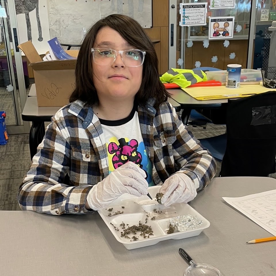 Student disecting owl pellets