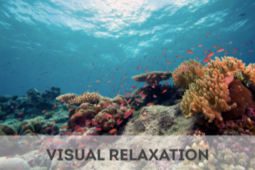 ocean floor with coral reefs and schools of fish visual relaxation