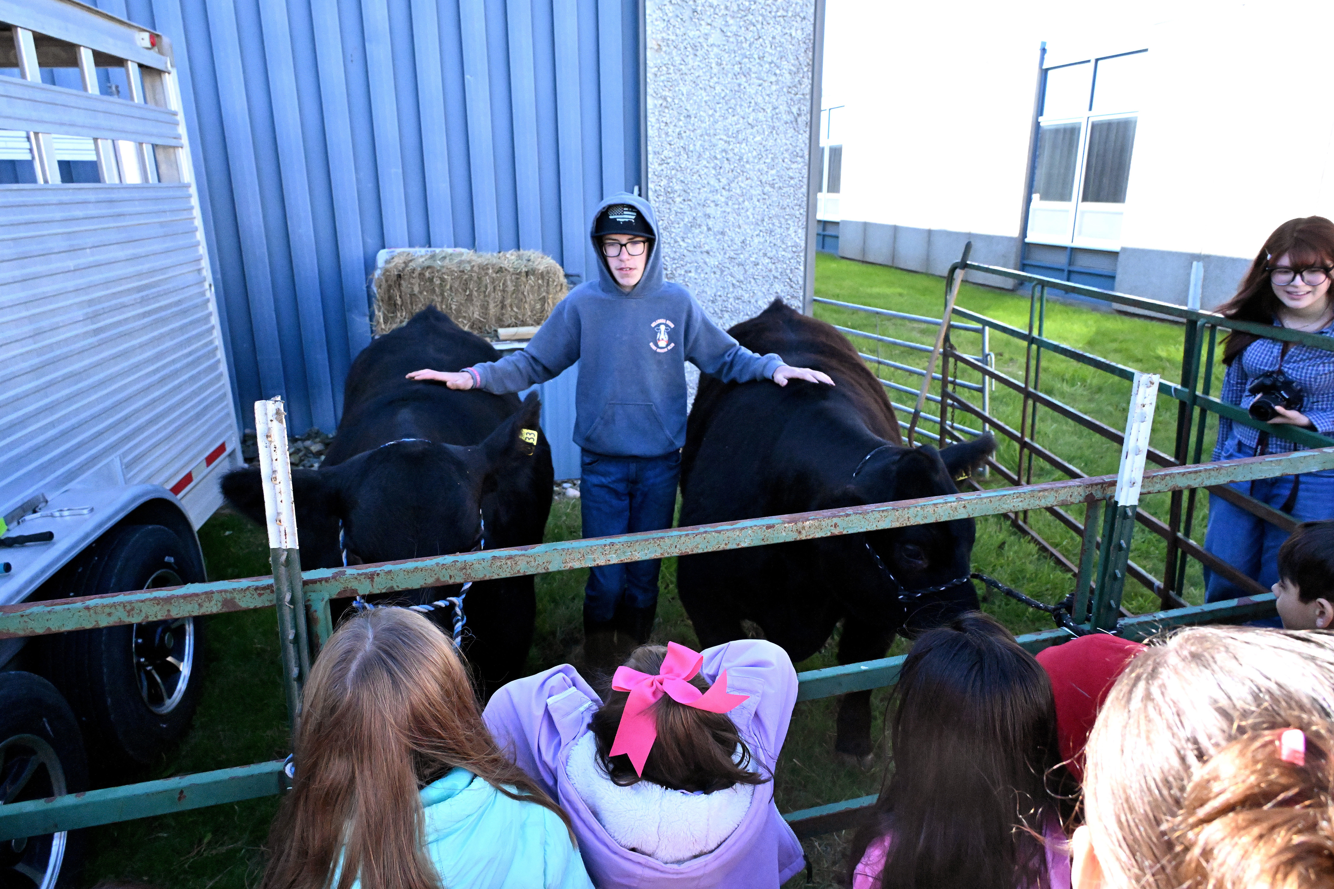 a member of ffa with two cows