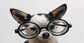 A cute black and white Chihuahua wearing oversized round glasses, looking inquisitive against a plain white background.
