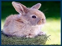 A cute, fluffy bunny sitting in a nest made of hay, with soft fur and large ears, set against a blurred green background.