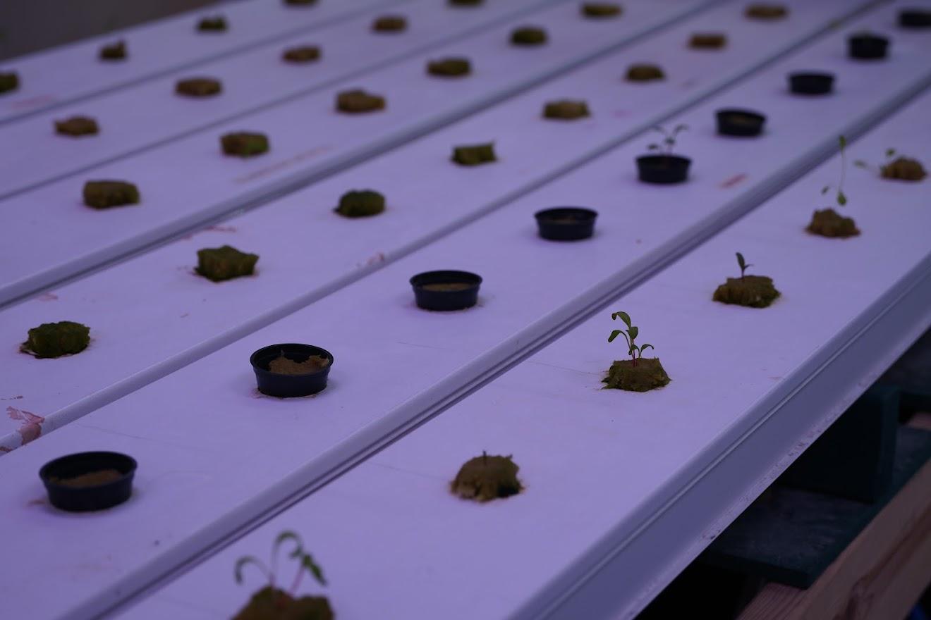 Rows of seedlings in black pots sit in a hydroponic system with a white background, showcasing early plant growth.