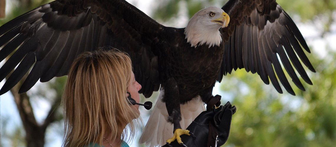 Woman holding an eagle with his wings spread