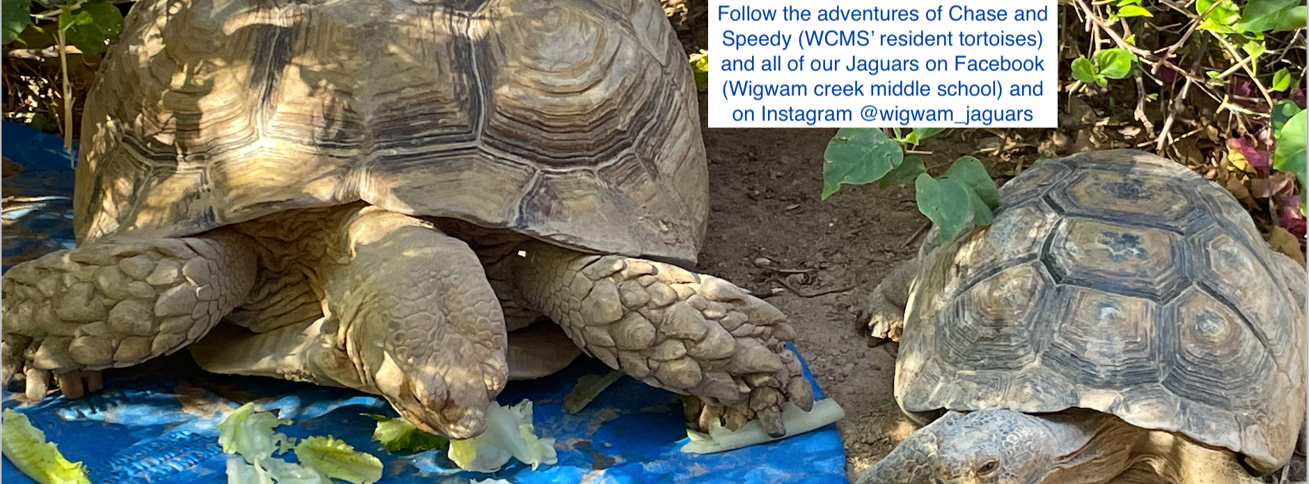 Follow Chase, Speedy and all our Jaguars on Facebook (Wigwam creek middle school) and @wigwam_jaguars on instagram