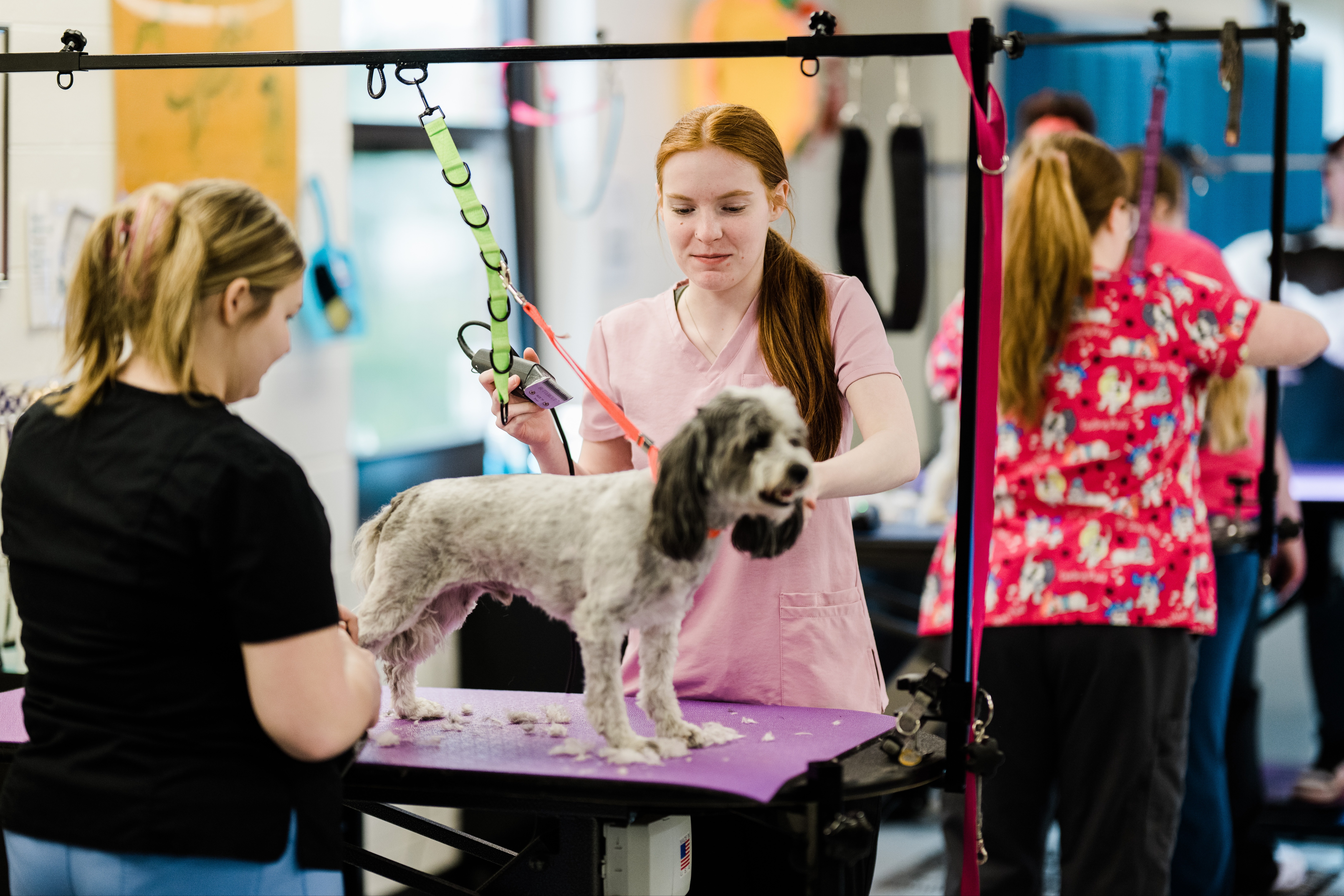 KCS CTE student working in the dog grooming program.