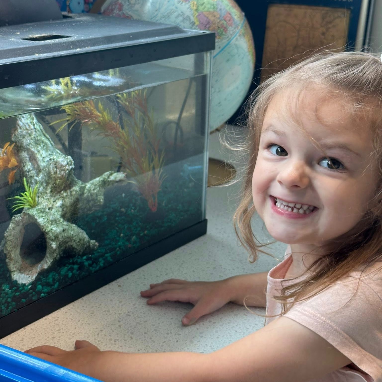 cedar grove preschool student looking at fish in the classroom fishtank.