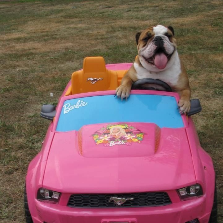 bulldog driver