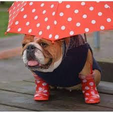 Bulldog in rain boots and under a polka dot umbrella