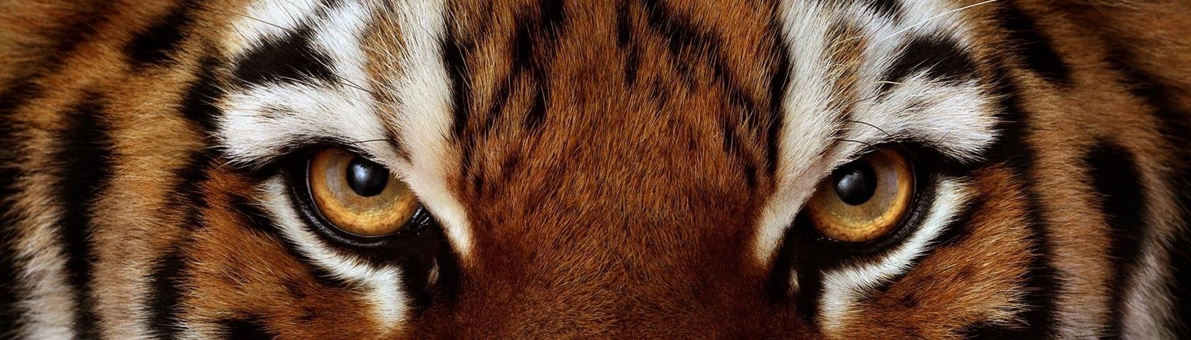 Tiger eyes 