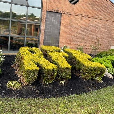 Hedges outside of the school shaped to spell R-F-E