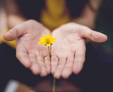 A pair of open hands holding a single yellow flower with a blurred background.