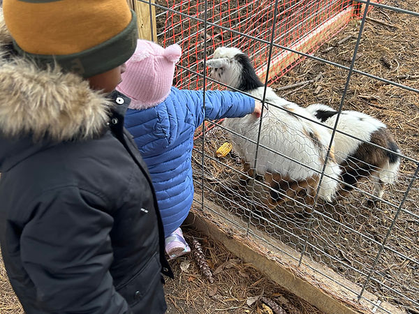 Two children interact with a goat through a wire fence at a petting zoo, one child reaching out to touch the goat while the other observes.