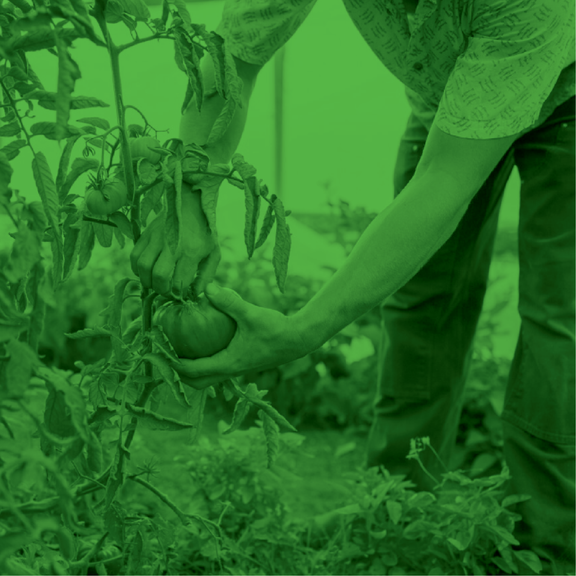 Student working with plant