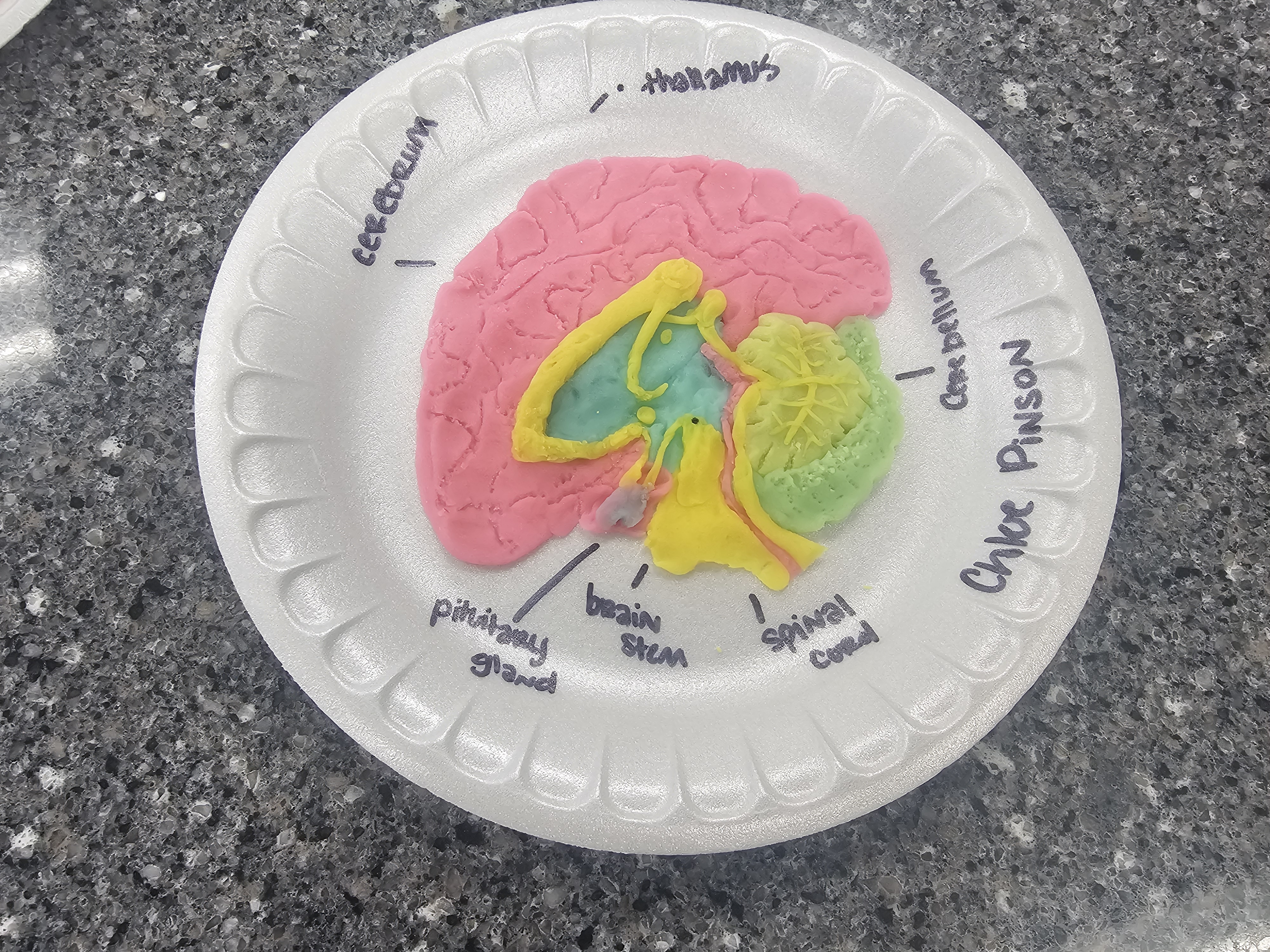 lifespan project with clay on paperplate human anatomy