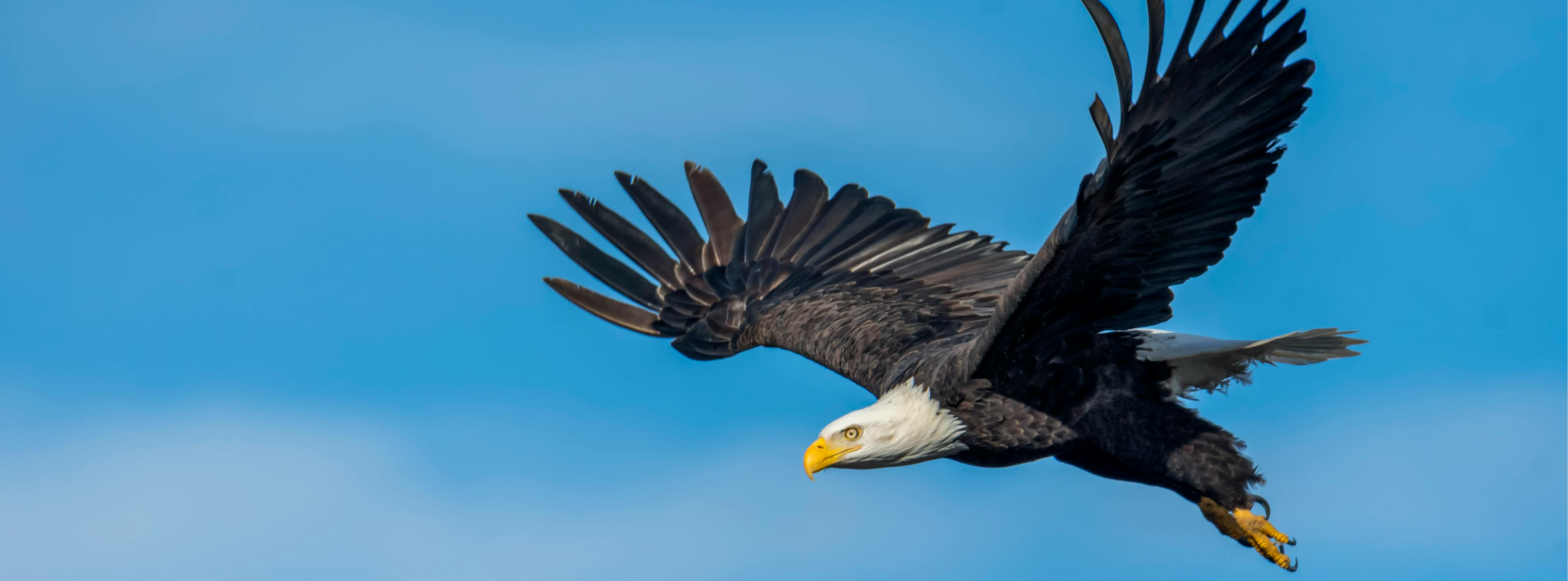 Welcome To Eaglecrest Elementary