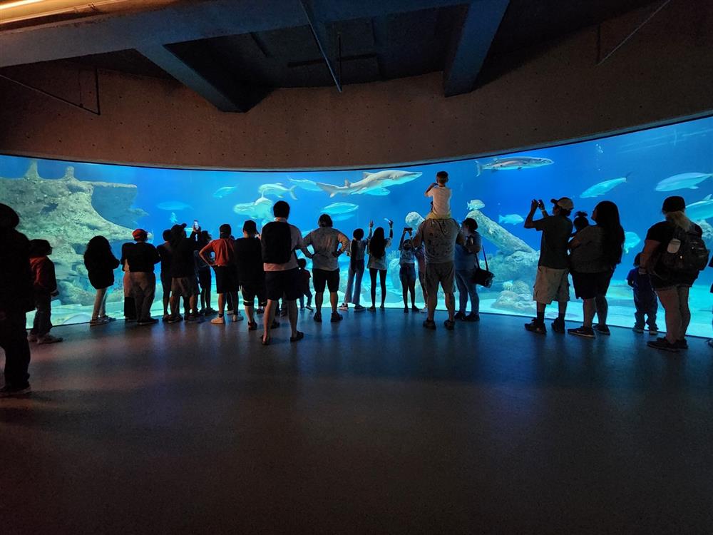 A group of people stands in front of a large, curved aquarium displaying various marine life, with silhouettes of the viewers against the vibrant blue water.