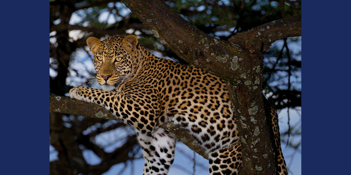 leopard