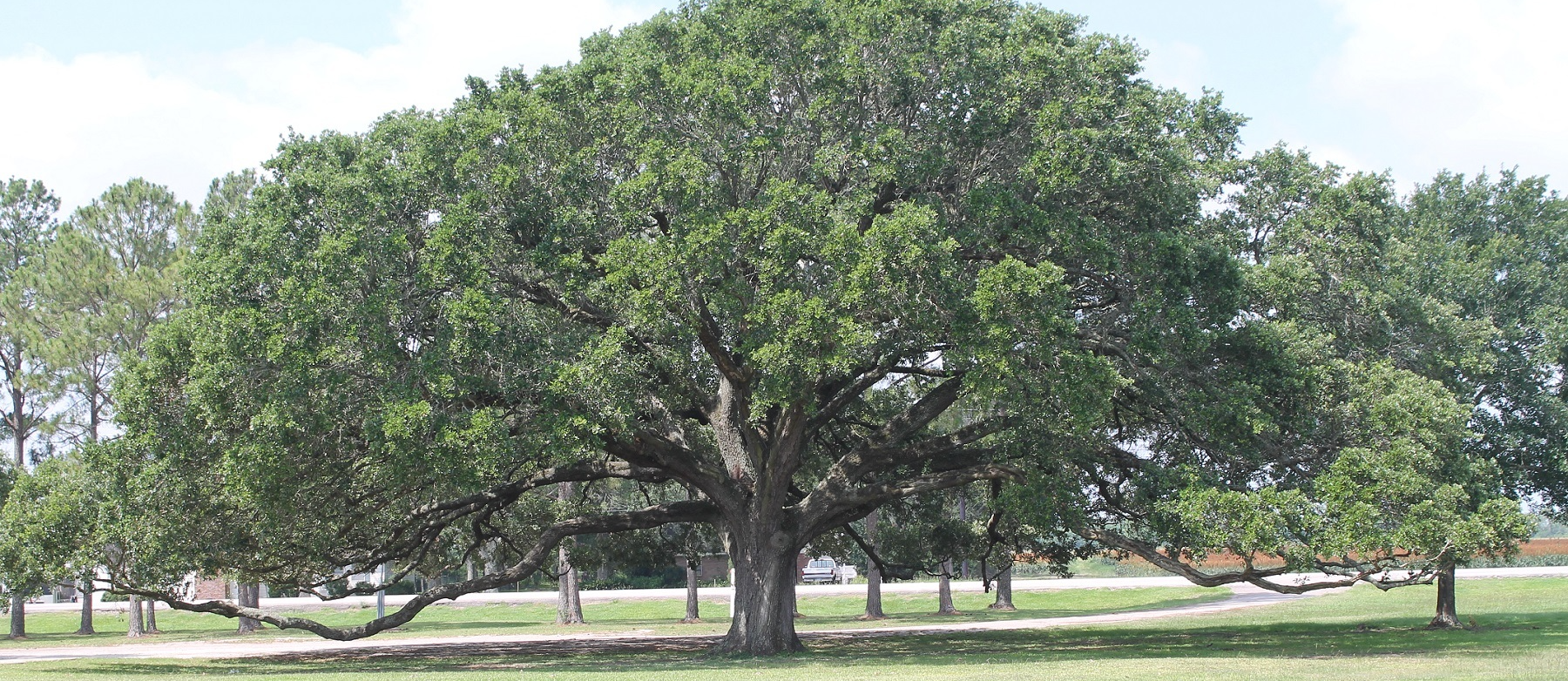 Live Oak
