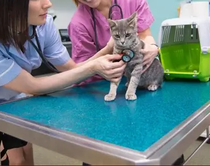 Veterinary Assistant