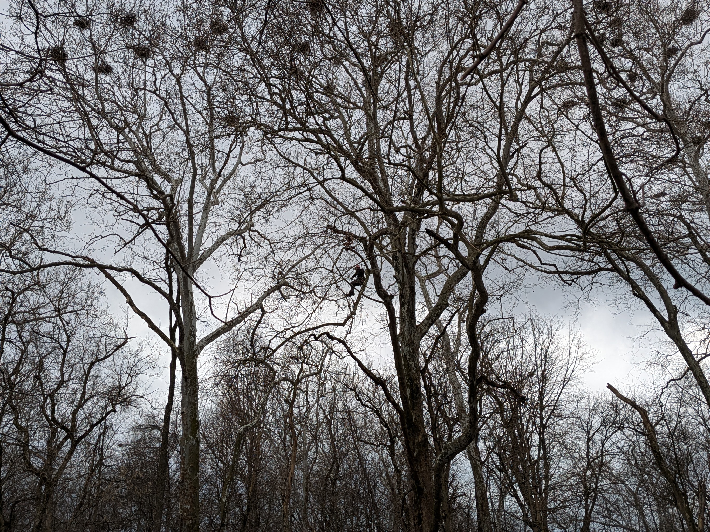 LandLab Heron Rookery