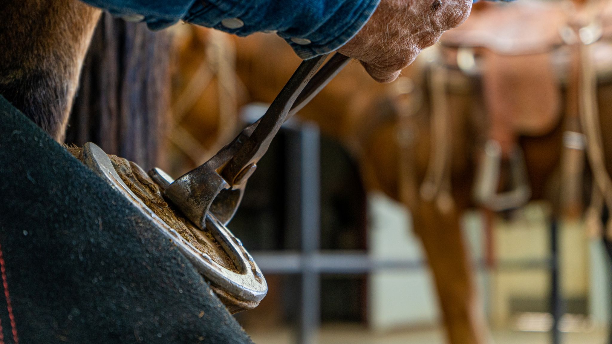 Someone holding a hoof snipper against a horseshoe