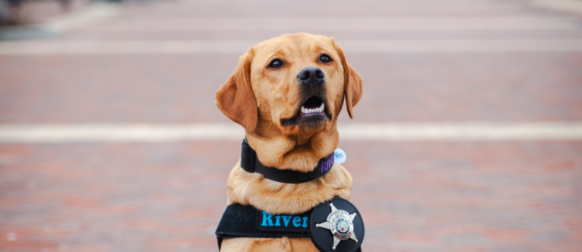 Comfort Dog River