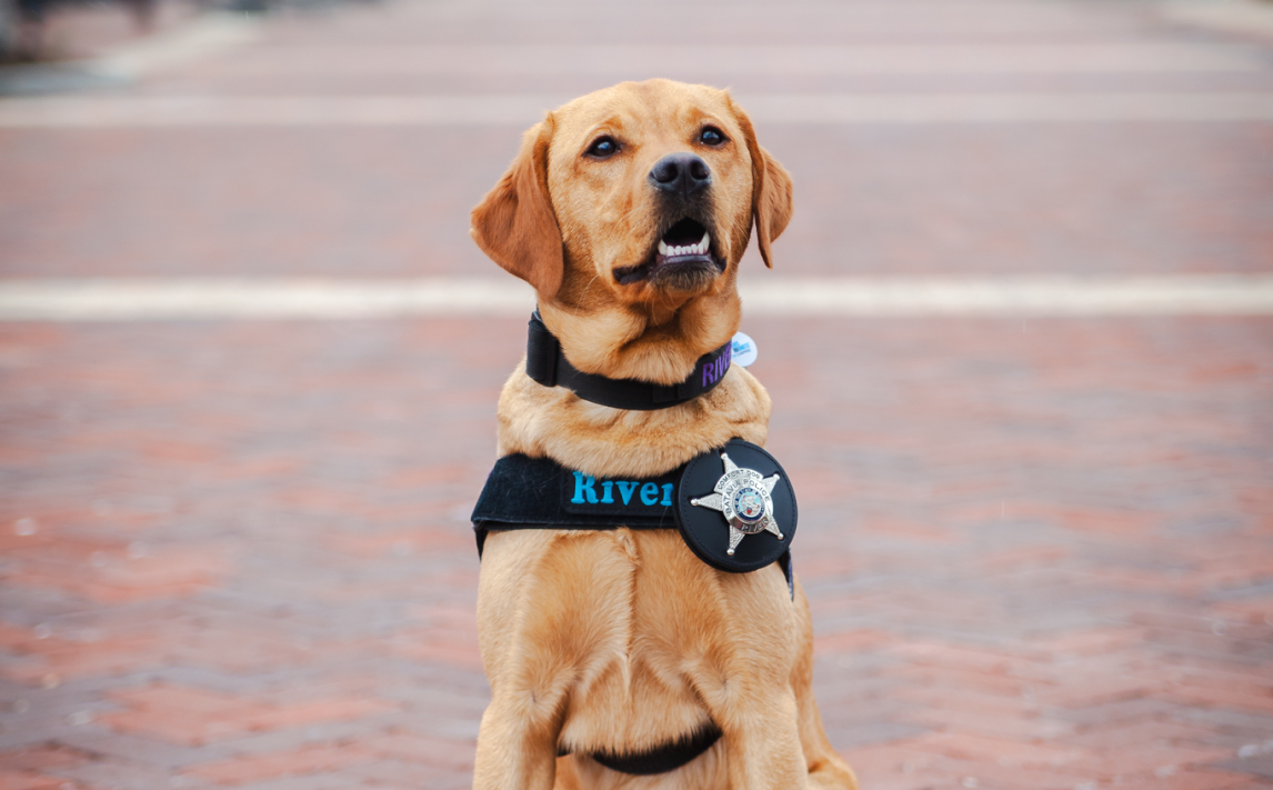 River the comfort dog