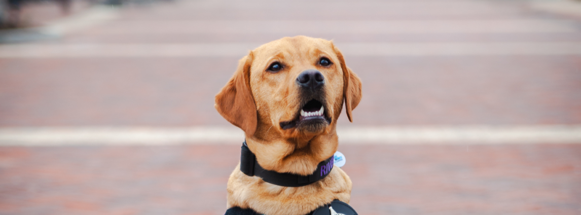 River the comfort dog