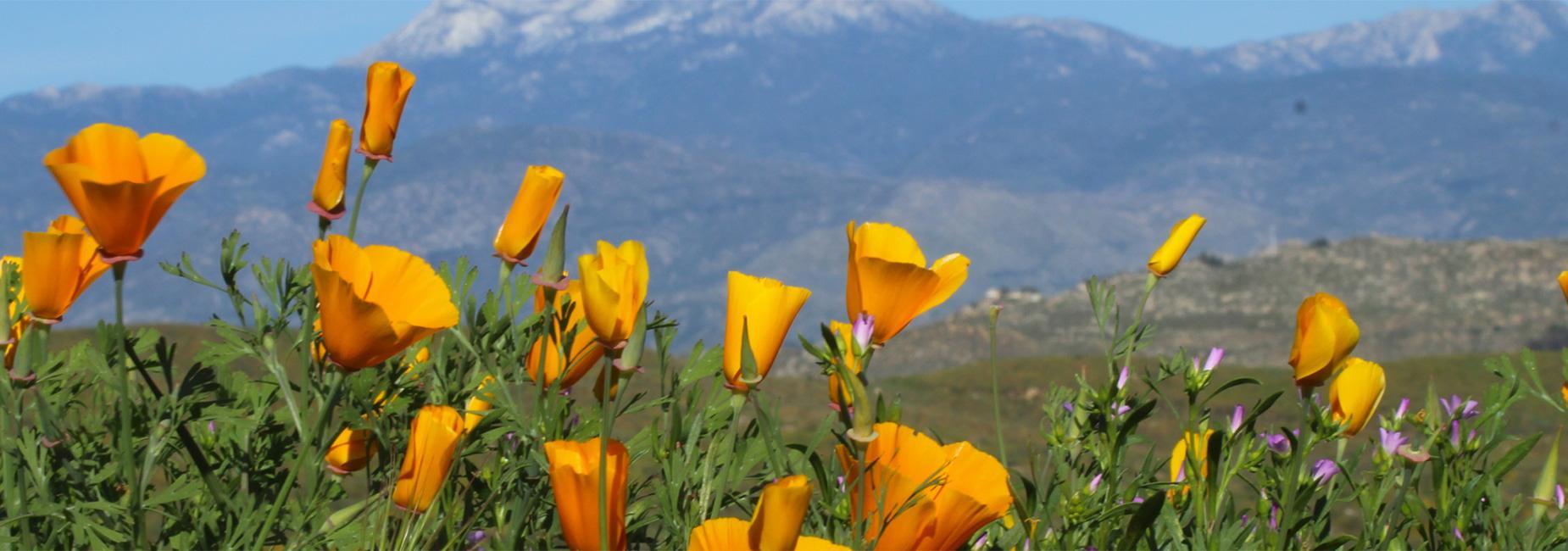Valley Image