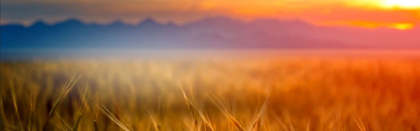 wheat field and mountains at sunset