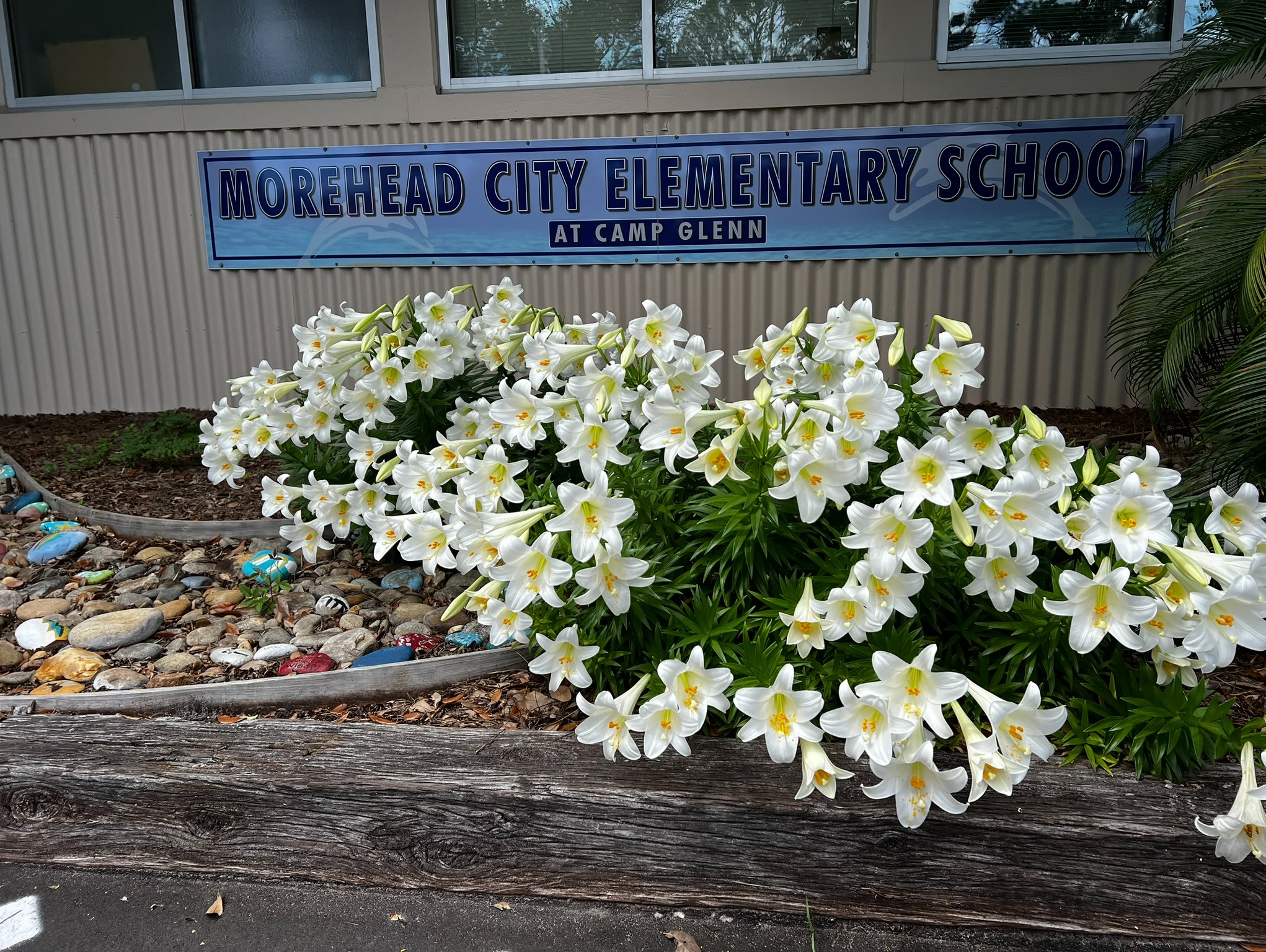 Image of white lillies in front of a sign that reads Morehead City Elementary School at Camp Glenn
