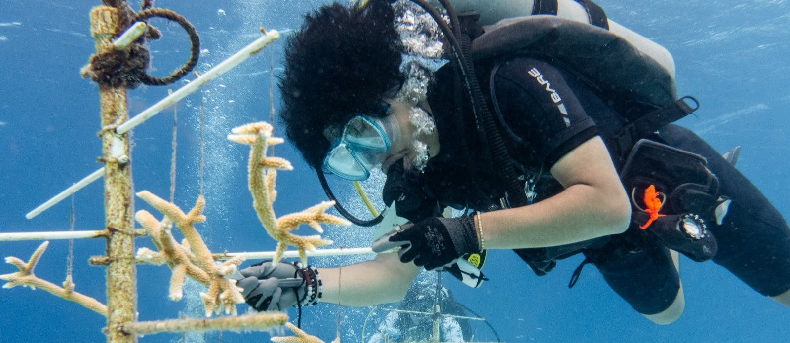 Cleaning algae, fire coral, and fire worms off coral restoration trees in Bonaire.