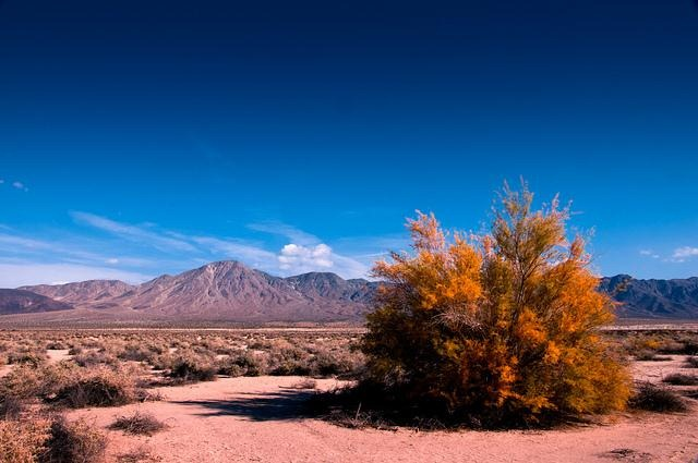A solitary tree stands in a vast desert, with rugged mountains rising in the background under a clear blue sky.