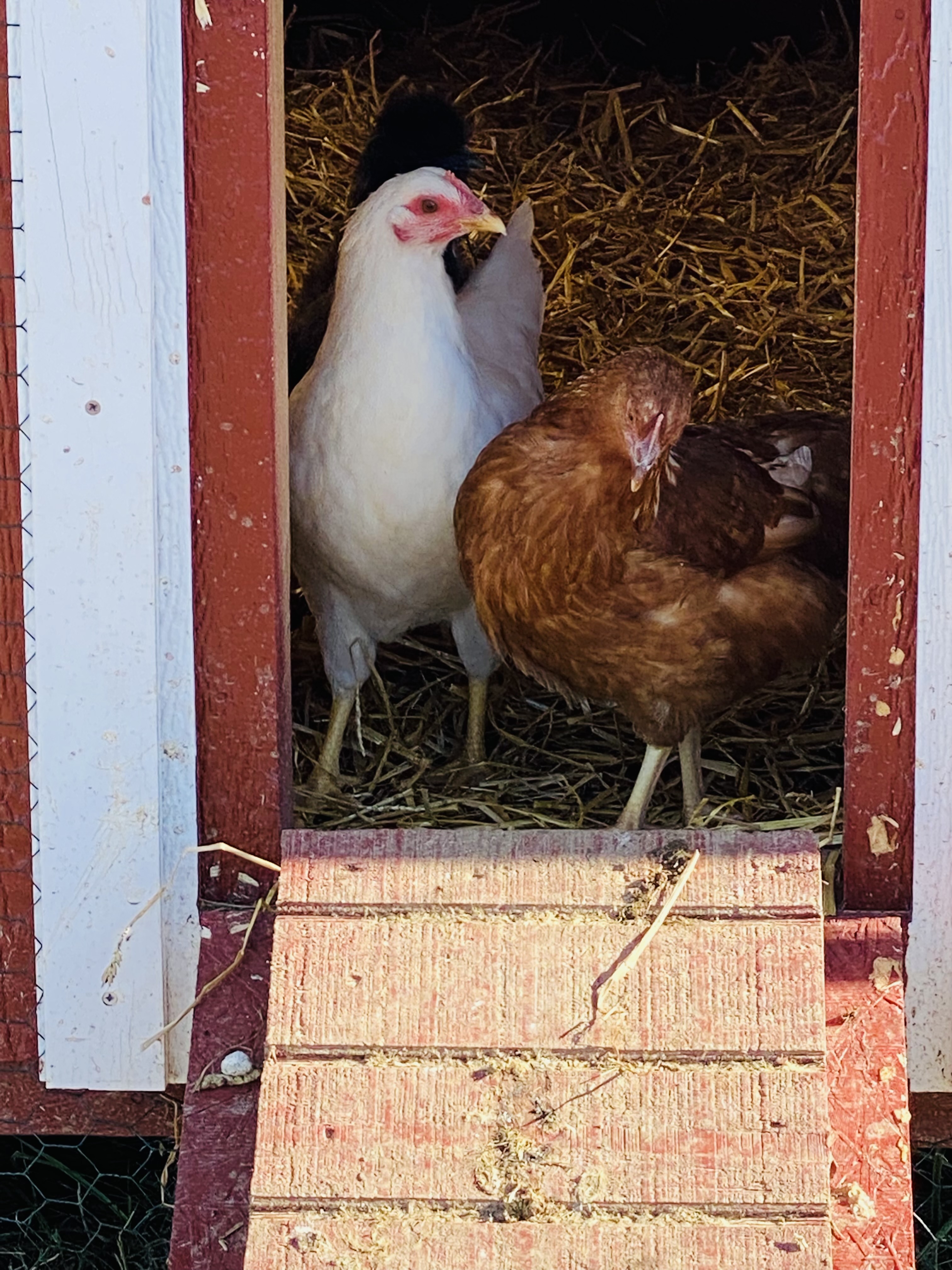 two chickens exiting a coop