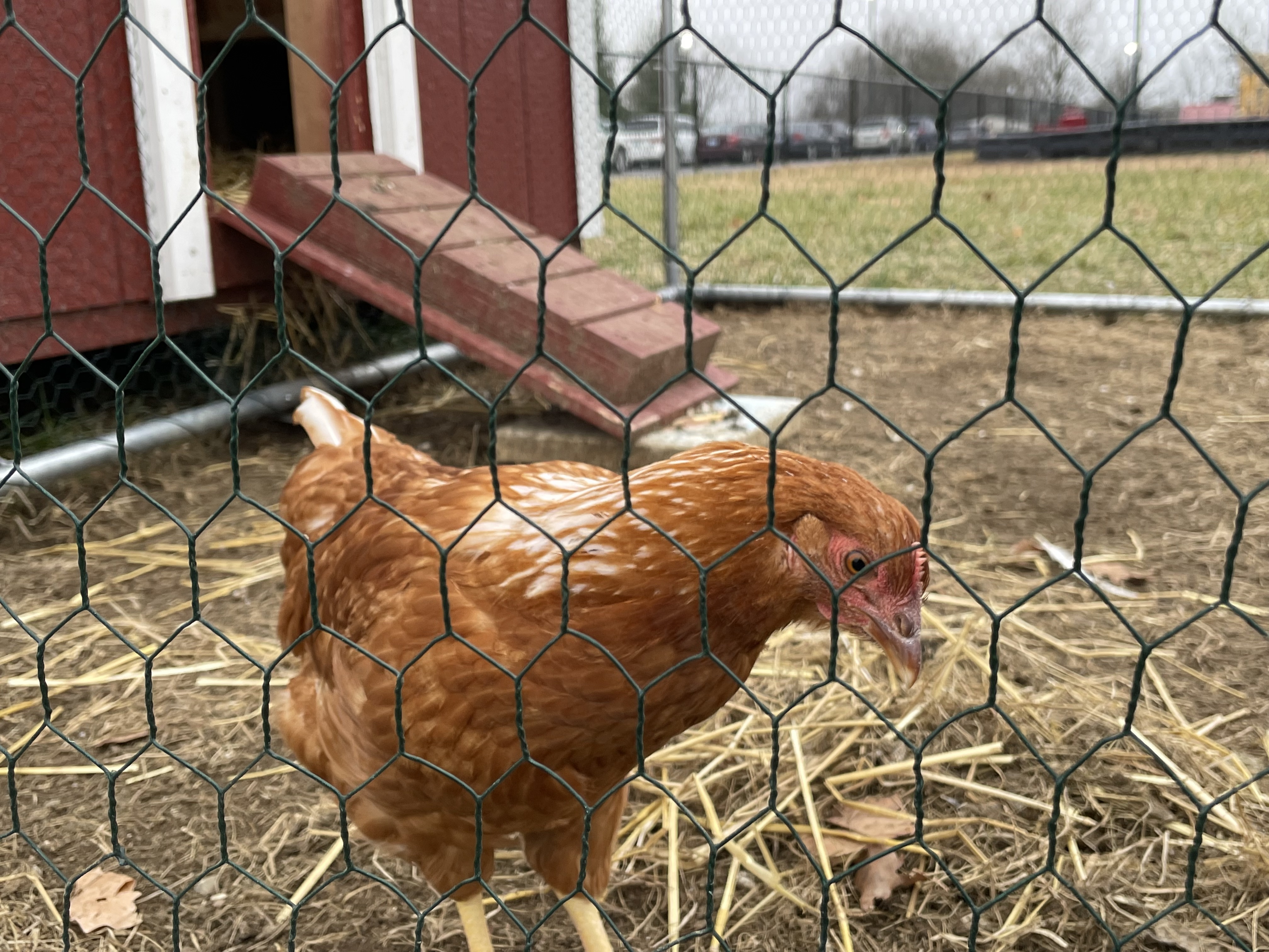 brown chicken in a fenced coop yard