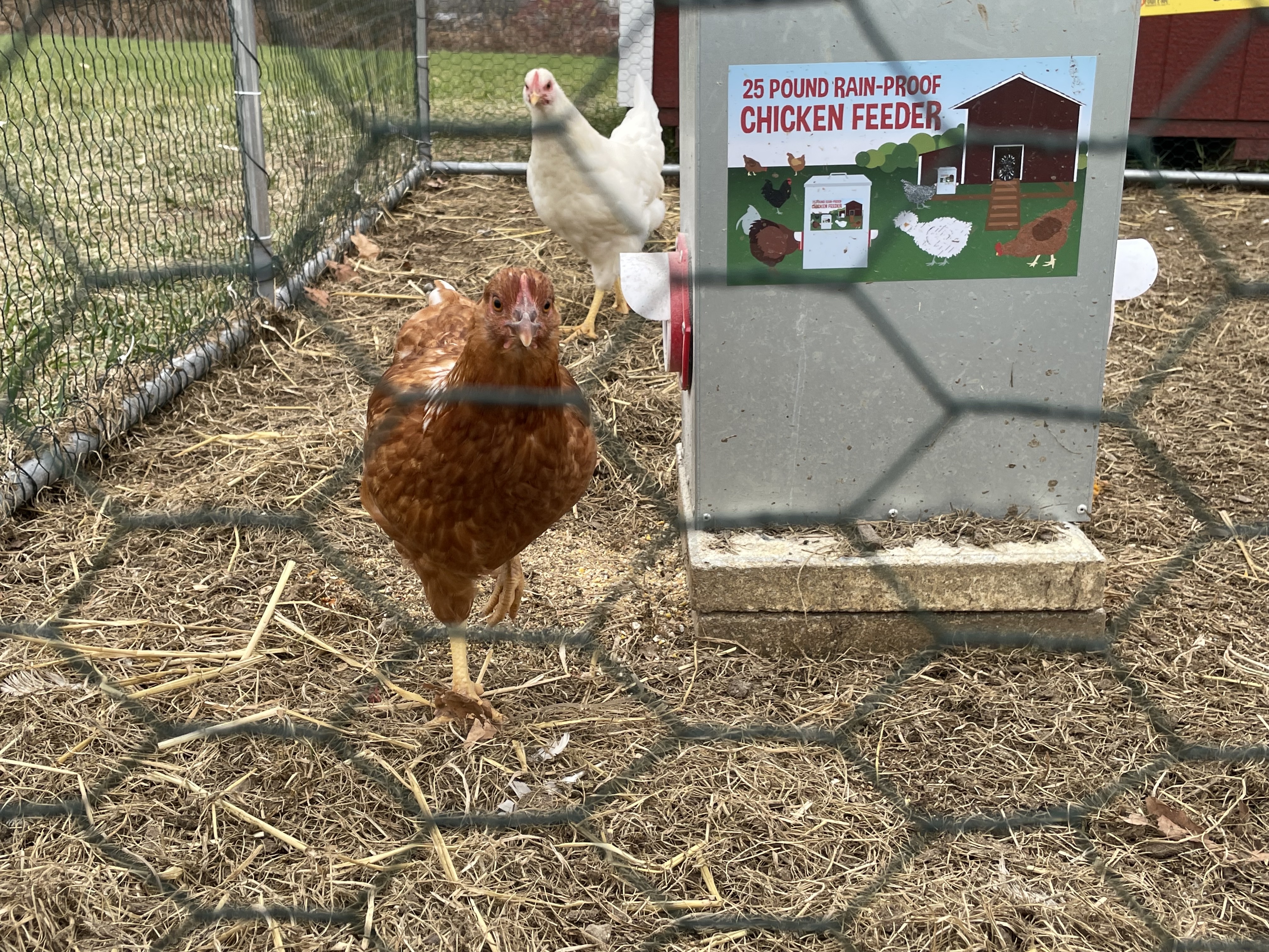 chickens in a coop yard