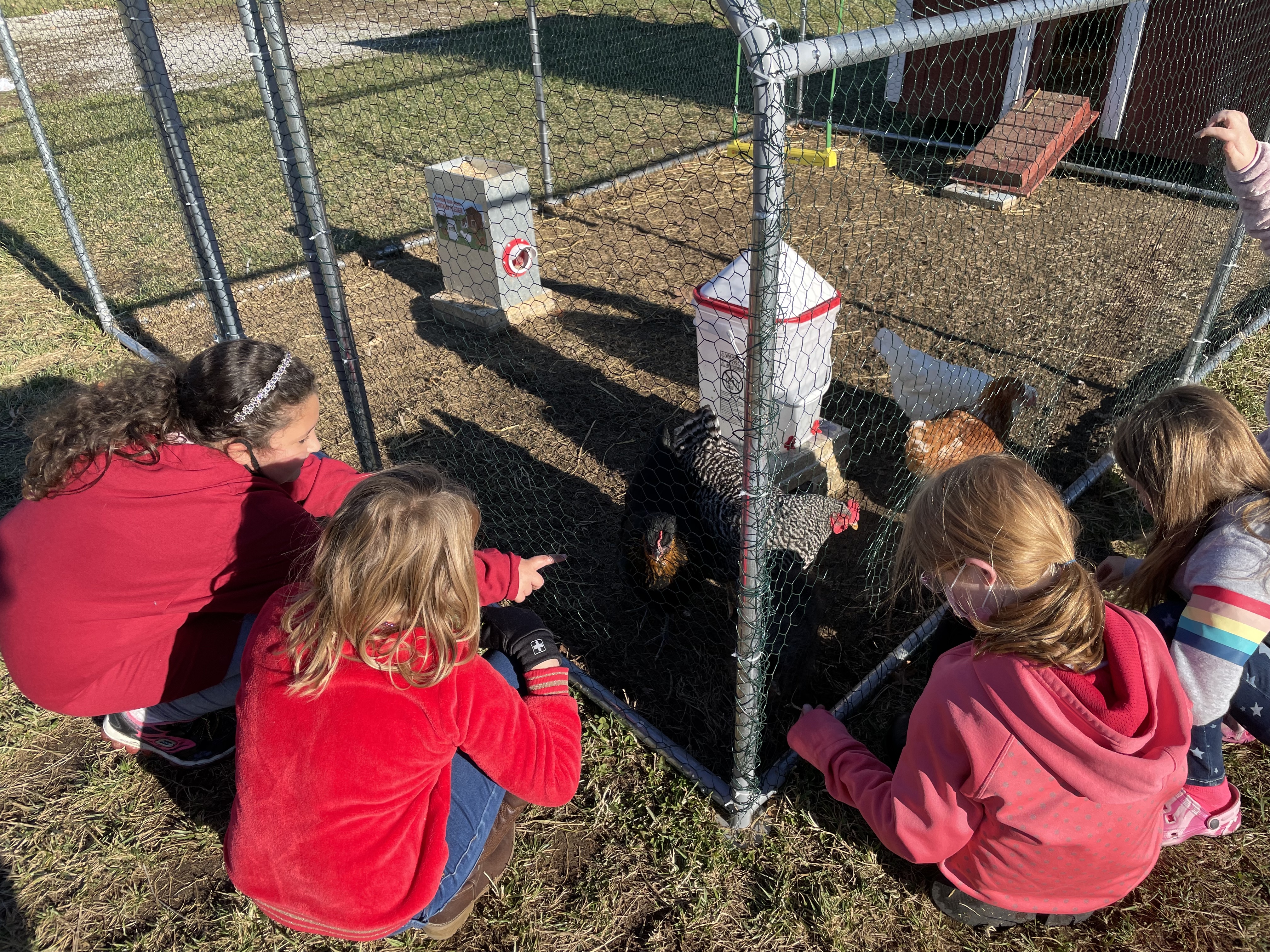 girls laying with chickens through a fence