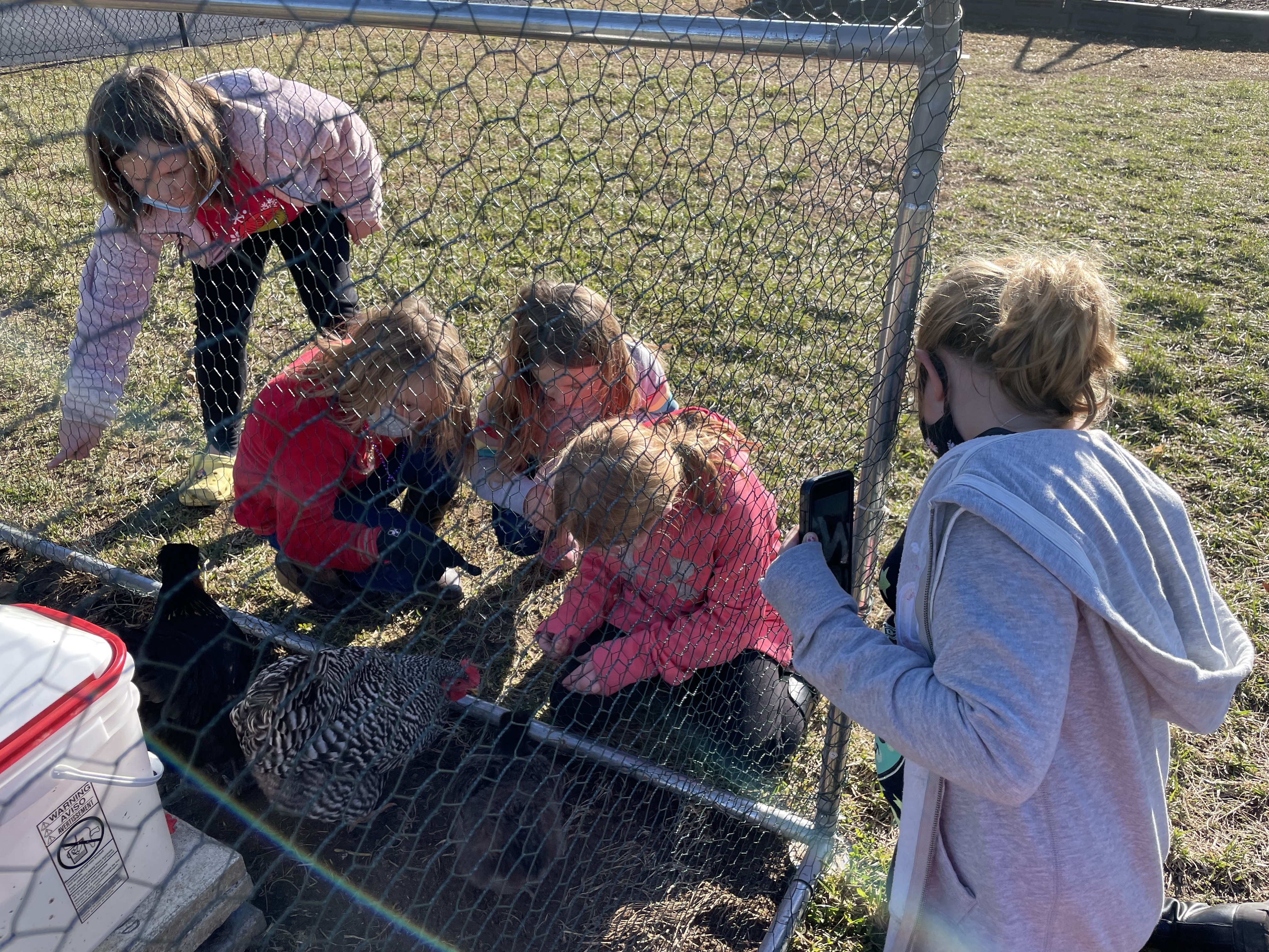 girls playing with chickens in a fenced yard