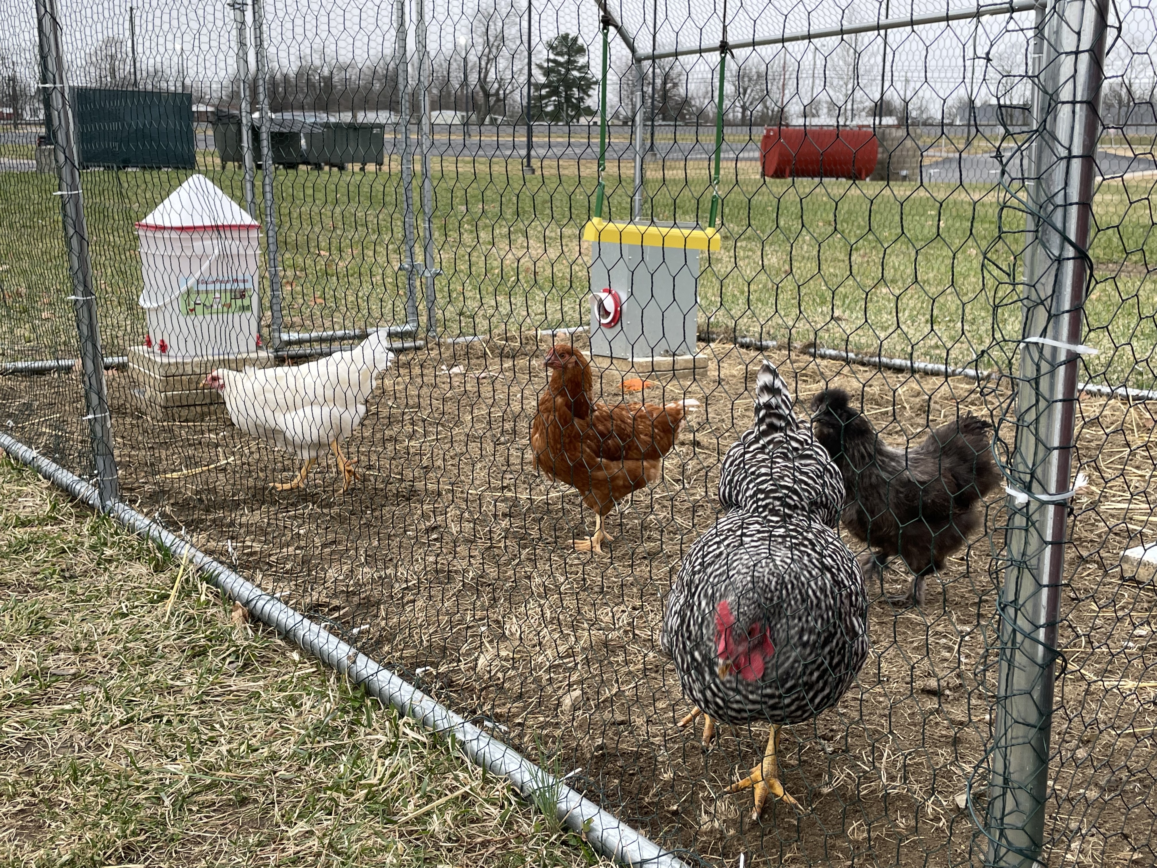 chickens in a fenced coop
