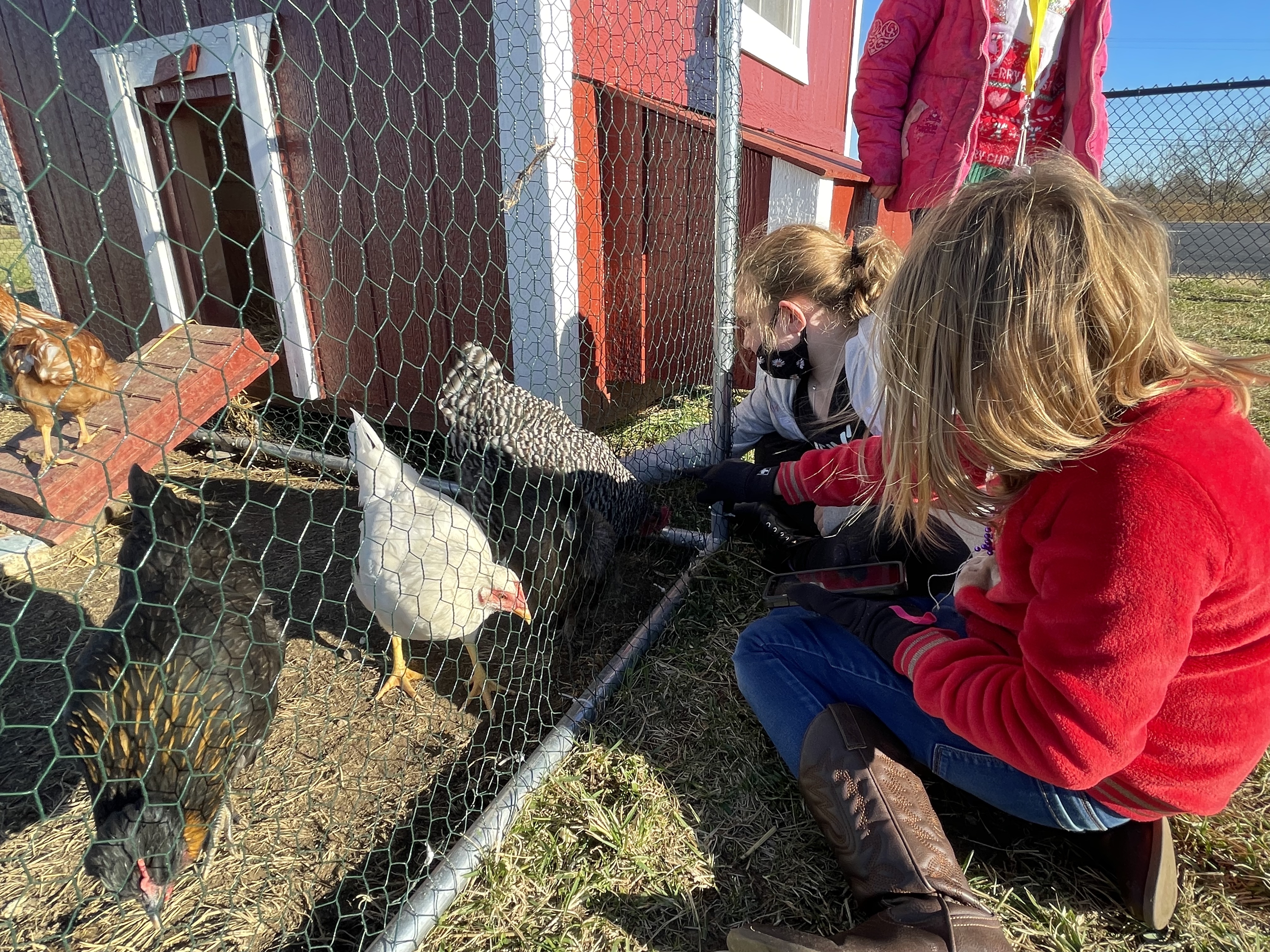 girls playing with chickens through fence