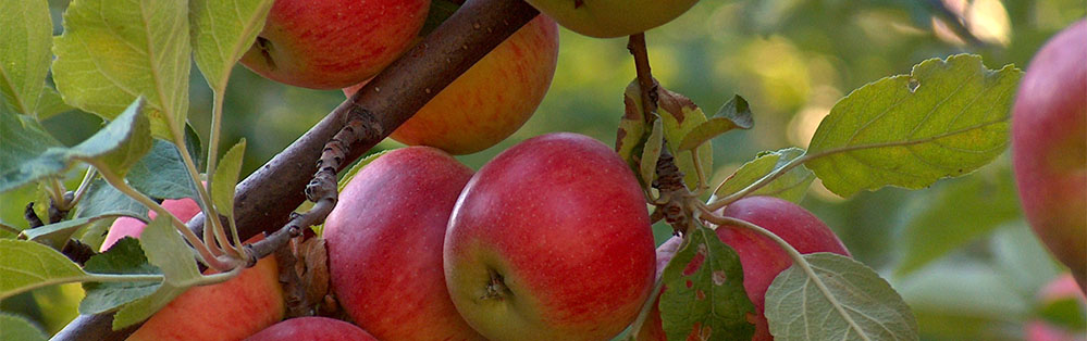 Image of apples
