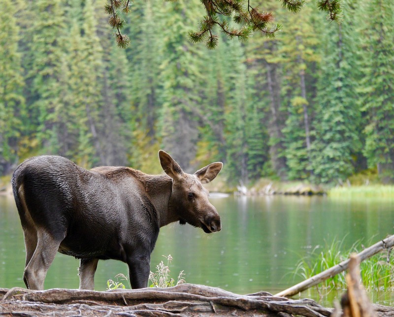 Photo of a Moose.