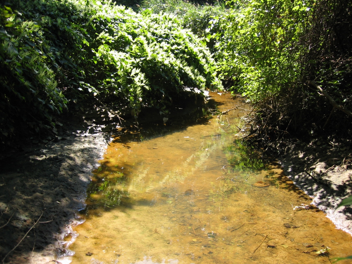 A small, shallow stream flows through a lush, green forest with sunlight filtering through the trees.