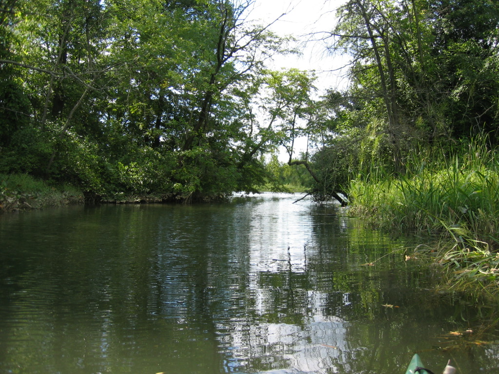 A calm river flows through a lush green forest with trees and grass on both sides.