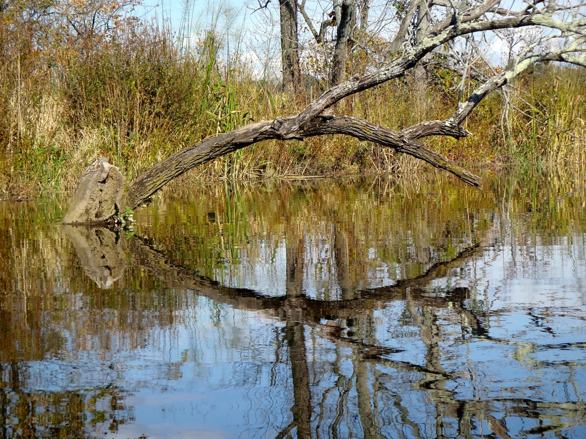 A leafless tree leans over a calm body of water, creating a mirror reflection of its branches and the surrounding vegetation.
