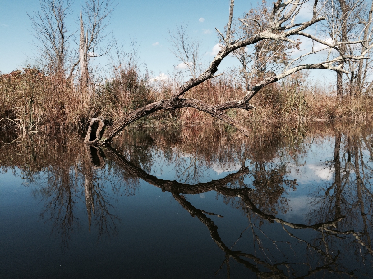 A leafless tree leans over a calm body of water, creating a mirror reflection of the tree and sky.