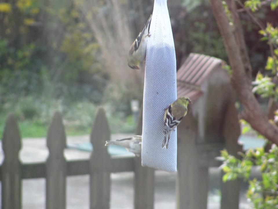 A bird is perched on a hanging bird feeder in a garden, with a fence and trees in the background.